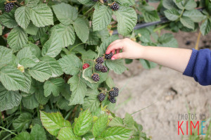 san jose photographer - berry picking at gizditch ranch