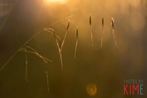 blades of grass in sunset