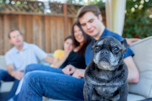 Bulldog with family of four in background