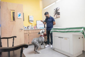 dog in a vet office