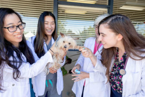 vet doctors surrounding a small dog and laughing for business branding photos