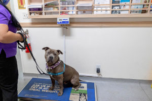 business images of the rule of thirds for your business photography session with a dog sitting on a scale